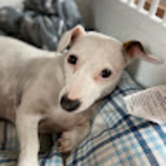 Meet your Posher, Chanel - Picture 1 of 1